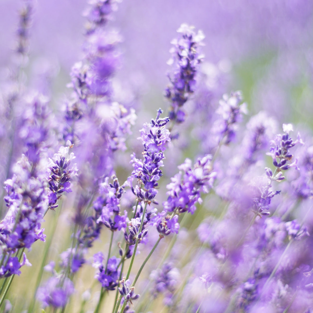 Lavender flowers in soft natural light